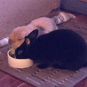 Meet your Posher, Dianna